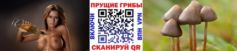 хочу   Заозёрный  Галлюциногенные грибы Cubensis 